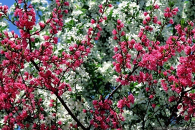 Beautiful Spring Wallpapers 2   Crazy Frankenstein