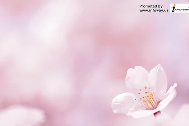 Pink Spring Flowers Wallpapers
