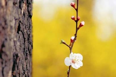 Free Wallpapers   Free Flower Wallpapers   Spring Flower Wallpapers ...