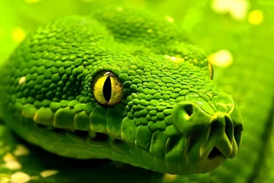 Exotic Snake Wallpapers   HD Wallpaper Backgrounds Of Your Choice