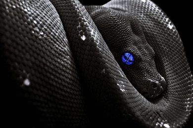 Big Snake Hd Wallpapers