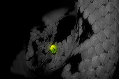 Green, King, Cobra, Photos, Snake, Face, Close, Up, Wallpapers, HD ...