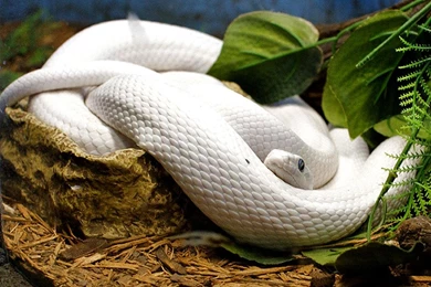 Free Wallpapers Texas Rat Snake Reptile Snake