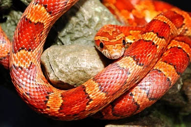 Exotic Snake Wallpapers