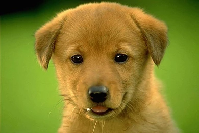 Funny Owl Animal Wallpapers