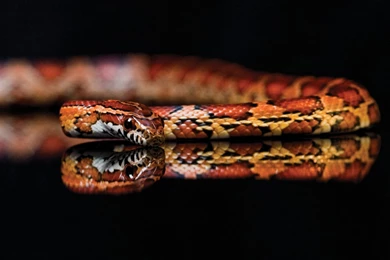 Snake Wallpapers Desktop