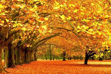 Autumn Park Wallpaper.jpg