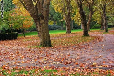 Park Backgrounds   Twitter & Myspace Backgrounds