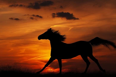 Equestrian horse sunset wallpaper.jpg