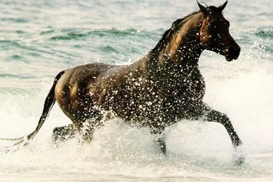 Daniel Sierra: Running Horses Wallpapers For Desktop Backgrounds