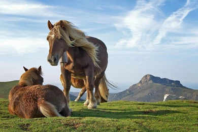 Two_icelandic_horses_playing wide.jpg