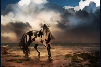 Beautiful Horse Wallpapers