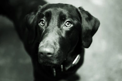 Black Lab Puppy Wallpapers Looking Up.jpg