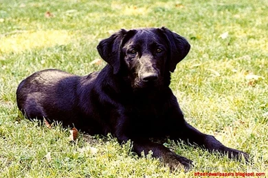 Dog Black Labrador Retriever Look Hd Wallpapers Free Hd Wallpapers ...