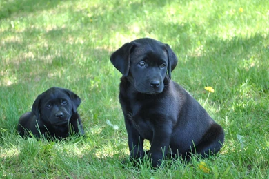Gallery For   Black Labrador Puppy Wallpapers