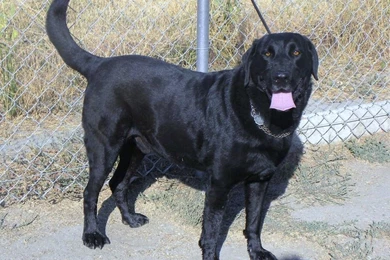 Black Labrador Retriever Hd Wallpapers High Definition Wallpapers ...