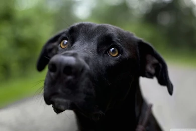 Black Labrador Retriever HD Desktop Wallpapers : High Definition ...