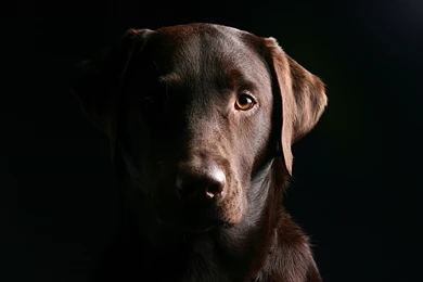 Gallery For   Chocolate Lab Wallpapers