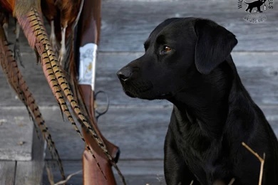 Wildrose Kennels Free Montly Retriever Wallpapers