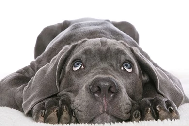 Animals Black Lab Dreamer – Animals Dogs HD Desktop Wallpapers