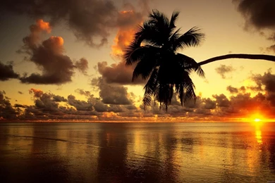 Date Tree Computer Desktop Wallpapers   HD Widescreen Wallpapers