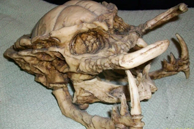 Skull Predator Wallpapers   (