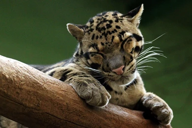 Snoozing Predator Wallpapers