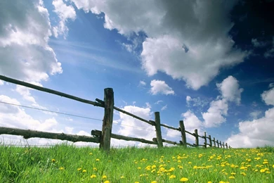 SPRING WALLPAPER BACKGROUND   (