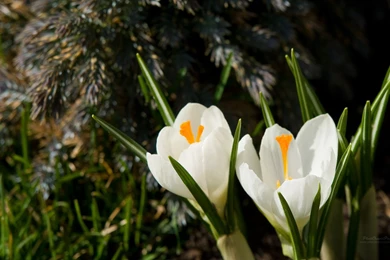 Spring Backgrounds Wallpapers   25343