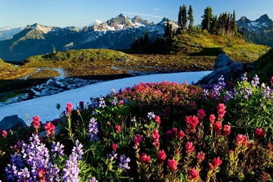 Lovely World Wallpaper: Free Wallpapers Nature Spring