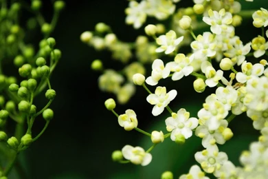 Beautiful Spring Flowers Desktop