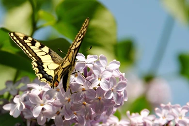 Spring Butterfly Wallpapers Desktop 7779   HD Wallpapers Site