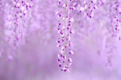 Gallery For   Purple Spring Flowers Wallpapers