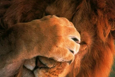 Gallery For   Free Animal Desk Top Wallpapers