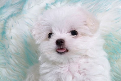 Gallery For   Cute Baby Animals Wallpaper Backgrounds