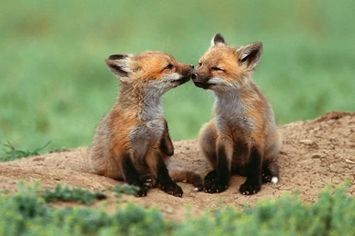 Gallery For   Baby Animals Backgrounds