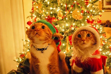 Two Cats Merry Christmas Wallpapers Free Downlo