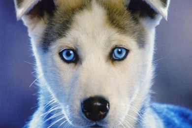 1280x1024 Husky Wallpapers HD, Desktop Backgrounds 1280x1024