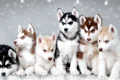 Cute Husky Chirstmas Wallpaper.jpg
