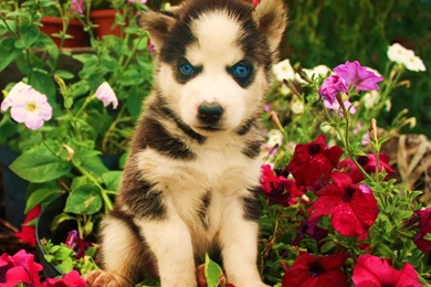 Page 6: 1280x1024 Husky Wallpapers HD, Desktop Backgrounds 1280x1024