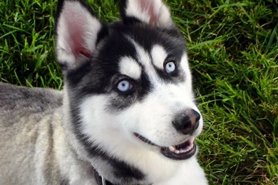 Siberian Husky Blue Eyes Baby   Wallpaper.