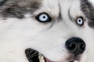 Baby Husky Wallpapers