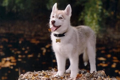 Baby Siberian Husky – BUZZERG