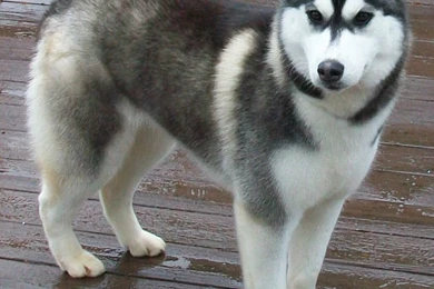 Cute Baby Husky   Wallpaper.