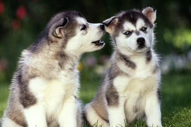 Pictures Of Husky Puppies   HD Wallpapers Lovely