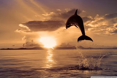Jumping Dolphin HD Desktop Wallpapers : High Definition ...