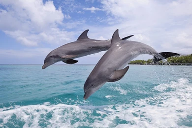 Amazing Dolphin Desktop Backgrounds HD 3840x2160