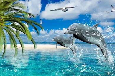 Gallery For   Dolphin Desktop Wallpapers