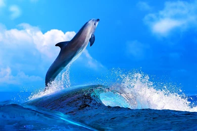 Dolphin HD Desktop Wallpapers   New HD Wallpapers