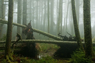 Misty Swamp Forest Wallpapers   Nature Wallpapers